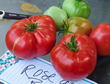 rose de berne heirloom tomato